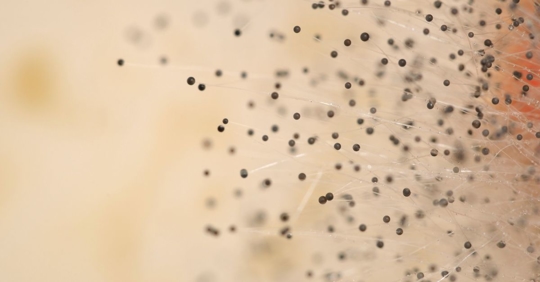 mold spores